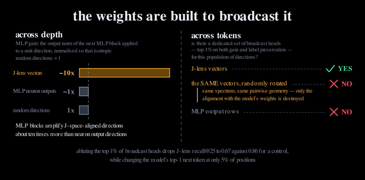 Left, MLP gain: lens vectors about ten times, neuron output directions about one. Right, whether dedicated broadcast heads exist for lens vectors (yes), for the same vectors randomly rotated (no), and for MLP output rows (no).